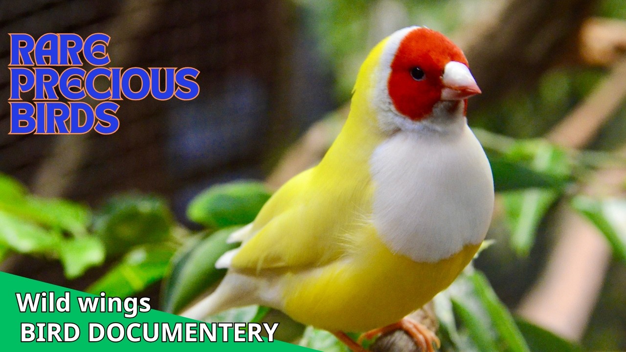 Most expensive birds in the world - YouTube