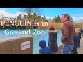 Givskud Zoo new attraction/PENGUIN is in Denmark