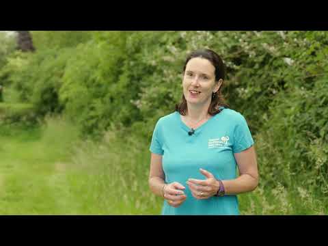 Celebrating the All-Ireland Pollinator Plan 2021-2025 thumbnail