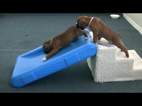 low-prices-boxer-puppies