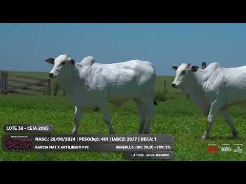 LOTE 38 CEIA 2085 CEIA 2099 CEIA 2102