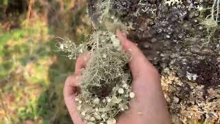 云南深山狂采两百斤蕨菜