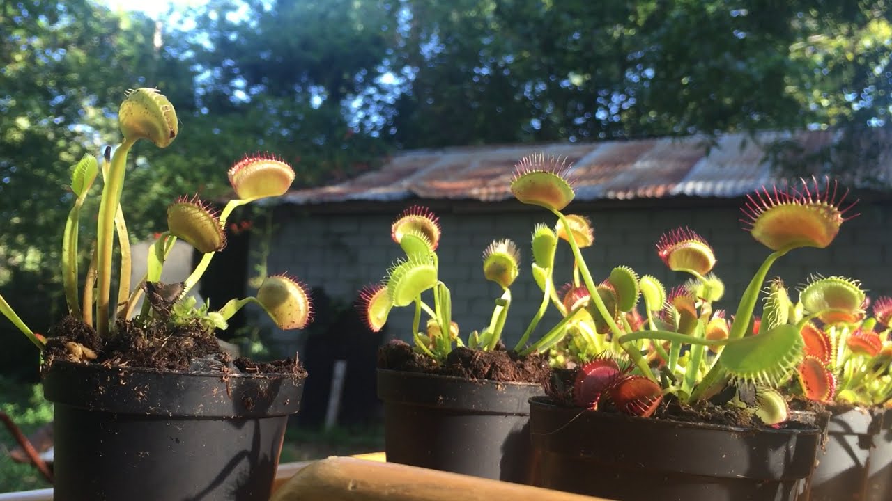 lowes venus flytraps youtube