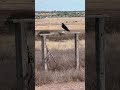 Jack the raven stopped by for his egg.