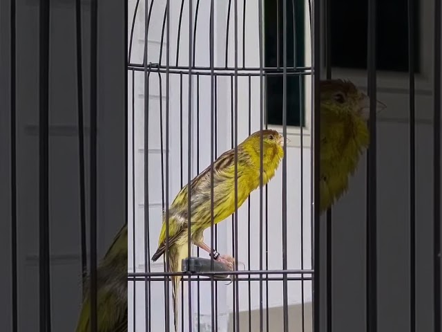 canary singing amazing song best for bird training #canary #kenarigacor #gacor #masteranburung class=