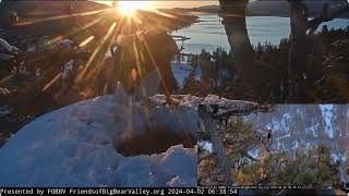 The tandem of Jackie and Shadow FOBBV CAMBig Bear Bald Eagle Live Nest - Cam 1 \/ Wide View - Cam 2