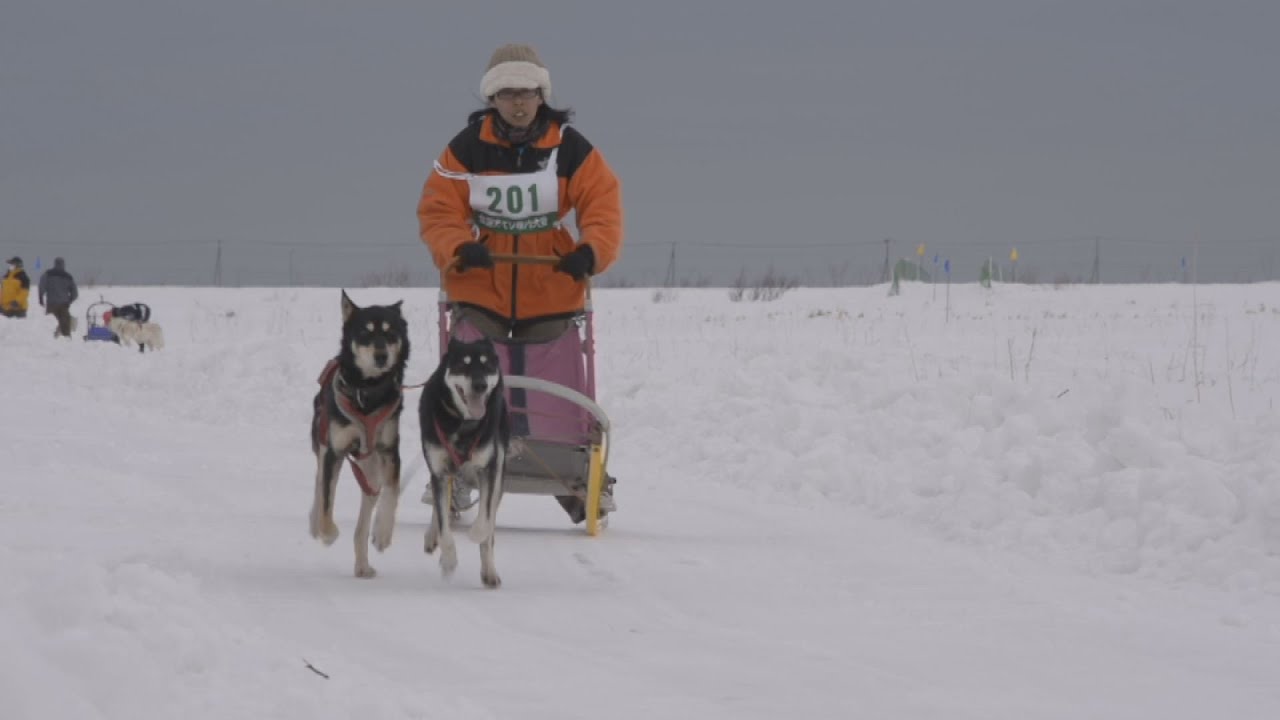 最北の銀世界を疾走 稚内で犬ぞりレース Dogsled race starts in 