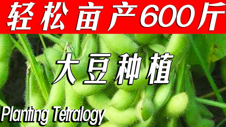 农民种植大豆做好这4步，轻松亩产600斤，了解一下吧【付老师种植团队官方频道】 - 天天要闻