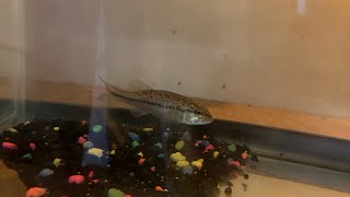 Some footage of my pet bass Shwarmy!!! 🐟