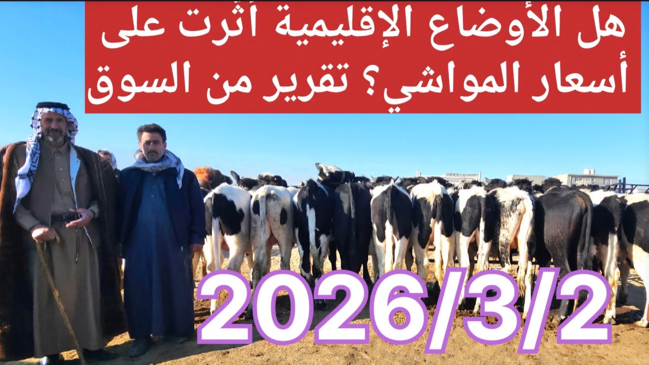 هل الأوضاع الإقليمية أثّرت على أسعار المواشي؟ تقرير من السوق