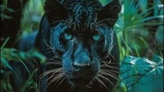 Chief meka ft best naso mademu wa bongo