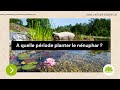 A quelle période planter un nénuphar dans mon bassin? Quand planter un nénuphar dans un étang?