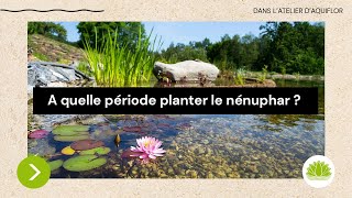 Comment planter un nénuphar dans un panier? > Aquiflor - Jardinerie  Aquatique