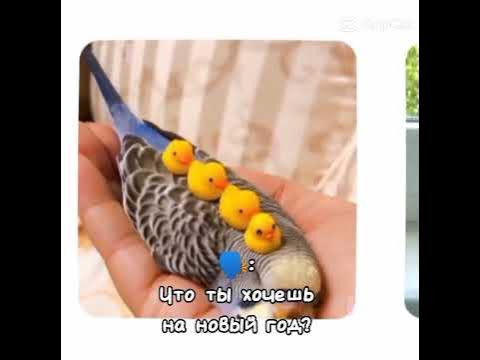 няшк - YouTube