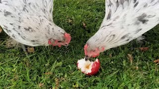 Apple Treats for Chickens Chickens Try Apples Will Chickens Eat Apples