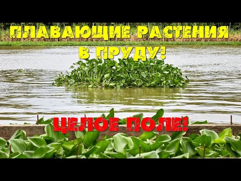 Крупная водная роза.