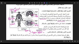 حل وضعيات جزئية حول الاتصال العصبي و انتقال المغذيات رابعة متوسط