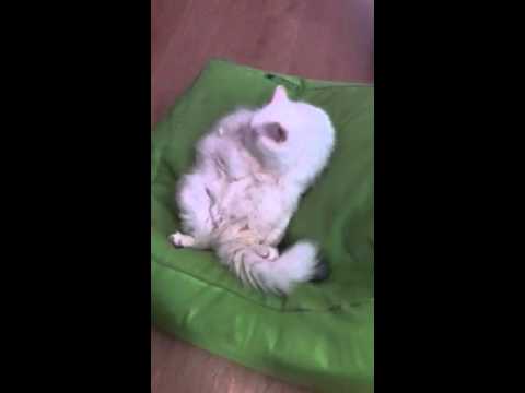 So waschen Angora