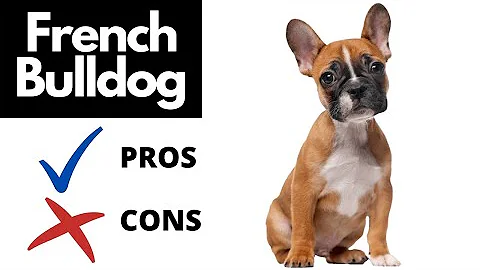 Are French Bulldogs high maintenance?