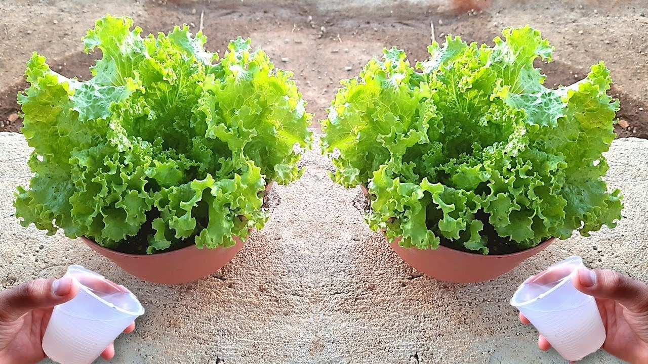 DICAS DE OURO PARA PLANTAÇÃO DE ALFACE VEJA ISSO!!, image size:1280x720