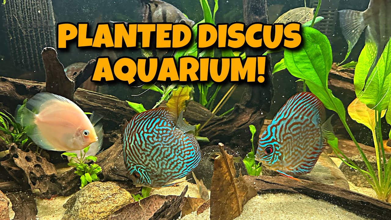 ALL MY AQUARIUMS NEW 125 Gallon Planted DISCUS Fish Tank YouTube ALL MY AQUARIUMS NEW 125 Gallon Planted DISCUS Fish Tank YouTube