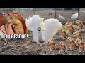 Kevin vs 30 Prairie Dogs: Who Would Win? (700k Special)