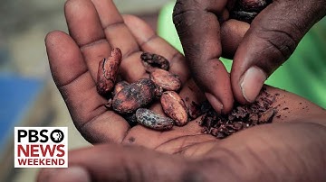 Hard-hit cocoa harvests in West Africa cause chocolate prices to soar worldwide