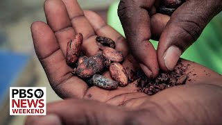 Hard-hit cocoa harvests in West Africa cause chocolate prices to soar worldwide by PBS NewsHour 17,657 views 7 hours ago 6 minutes, 46 seconds