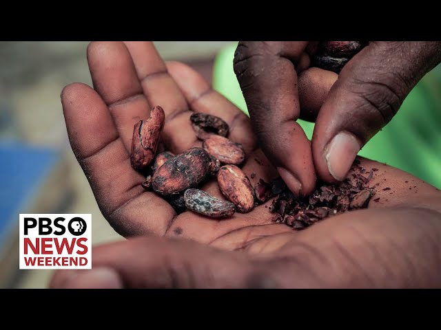Hard-hit cocoa harvests in West Africa cause chocolate prices to soar worldwide