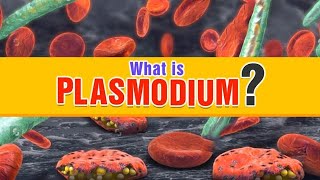 What is Plasmodium | Class 12 Biology | NEET | Extraclass