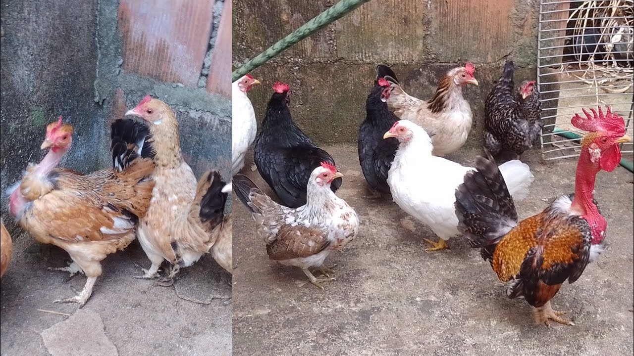 🚨 Atualização de todas nossas garnizés do Criatório.🚨#galinhascaipira #garnize #foryou #fyy