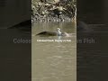 Unbelievable: Massive Fish Nearly Defeats an Osprey! Watch as it Takes Flight Against All Odds!