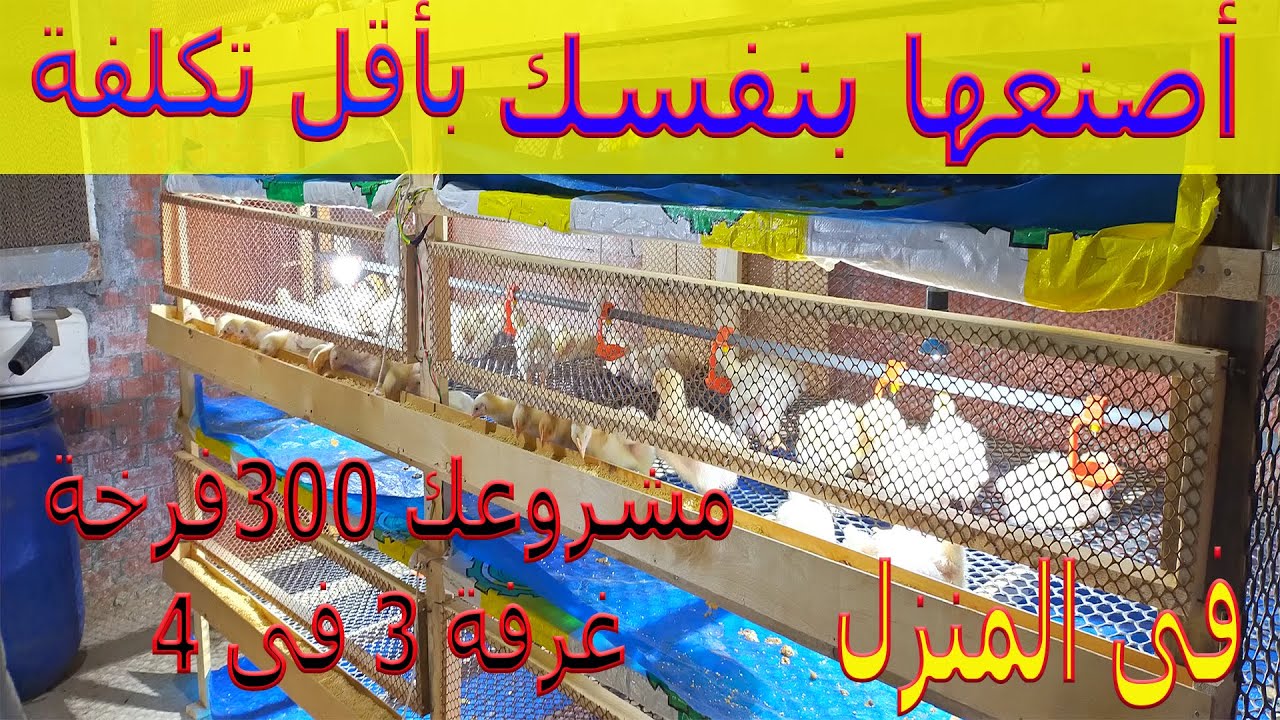 تصنيع بطاريات دواجن خشب 300 فرخة/لمشروع تربية الفراخ البيضاء للمبتدئين فى المنزل بالأعشاب