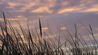 Free Stock Video  - Grass Reeds Against Sunset - Free Download at Videvo.net