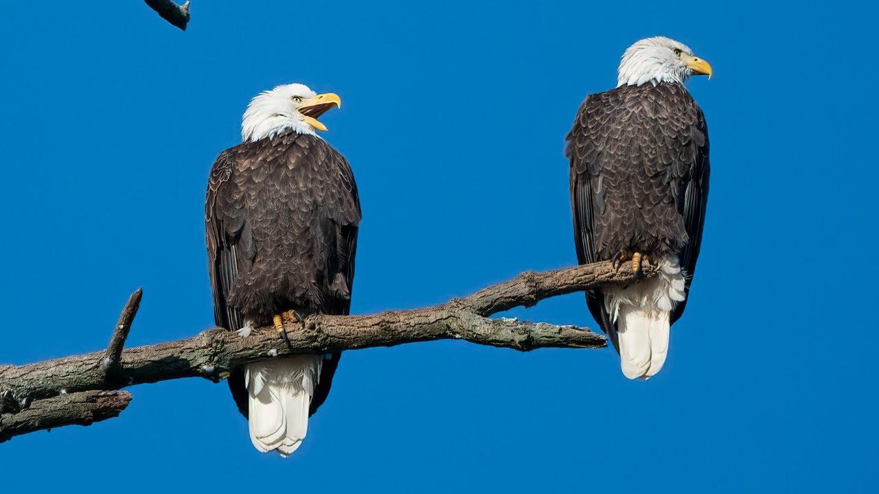 Conowingo Dam Eagles Photography | Live With Samples On 247 Media Group