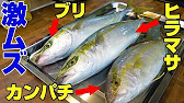 難易度高め ブリ カンパチ ヒラマサの 利き刺身 が出来るかやってみた Youtube