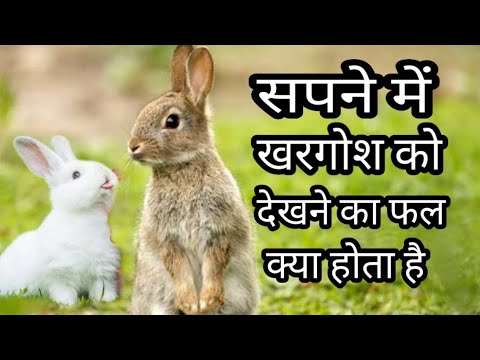 वीडियो: खरगोश सपने क्यों देखते हैं