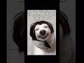 A Funny dog #humorvibes #joke #comedy #humour #memes #funny