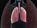 Lungs #facts #nclex #shortsfeed #viral #facts #youtubeshorts