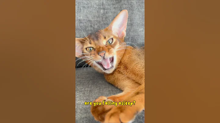 Video 9920181: female abyssinian, catlover, funny cat, kitten