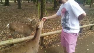 UnexploredRewards - Nara Japan Deer Bowing for Food