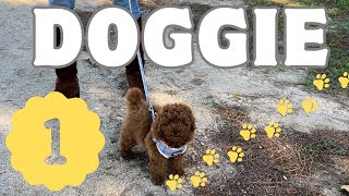 PRIMER Paseo de Doggie  (CANICHE TOY  POODLE TOY)