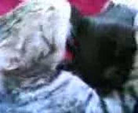 Muschi Wird Anständig Behandelt Muschi Wird Anständig Behandelt