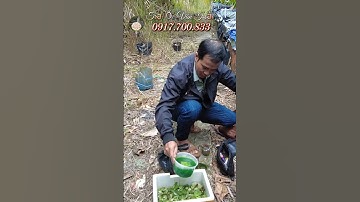 Tới Nơi Kiểm Tra Nước Xử Lý Thuốc & Thả Ốc Bươu Giống Cho Khách Ở Phường Sóc Trăng