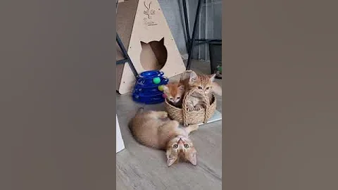 Watch the video about Cute munchkin cat 🥰 #cat #munchkincat #kitten #meow #cute #munchkin #catlover #meowed #pets