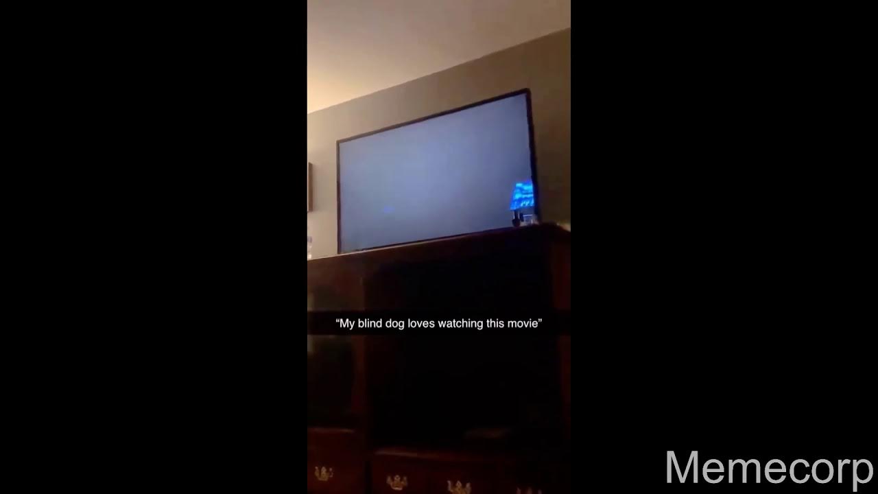 My Blind Dog Loves Watching This Movie My blind dog loves watching this movie - YouTube