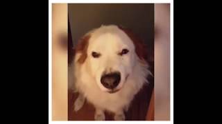 [LUCU] Begini kalau anjing senyum