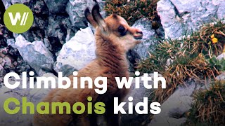 Chamois kids having fun in the snow and climb like an expert soon after birth