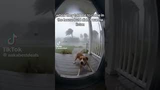 When they told you to come in, but you didn't listen #shorts #funnyvideos #funnyanimals #viral