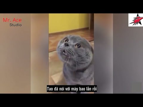 Video: Ngôn Ngữ Của Mèo: Người Dịch Từ Mèo